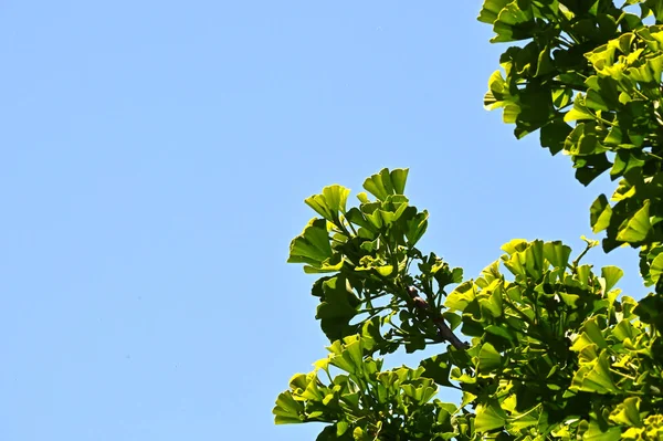 Ginkgo Biloba Baum Himmel Hintergrund — Stockfoto