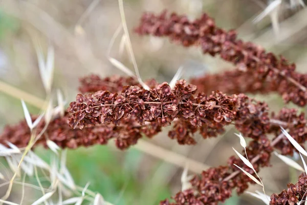 Macro Primer Plano Semillas Maduras Tallo Flores Muelle Rizado Rumex —  Fotos de Stock