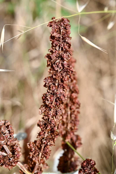 Макро Закрывает Спелые Семена Цветочном Стебле Кудрявого Дока Rumex Crispus — стоковое фото