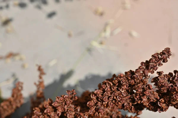 Macro Close Ripe Seeds Flower Stalk Curly Dock Rumex Crispus — Foto de Stock