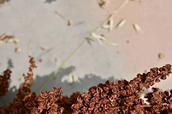 Macro Close Ripe Seeds Flower Stalk Curly Dock Rumex Crispus — Stock Fotó