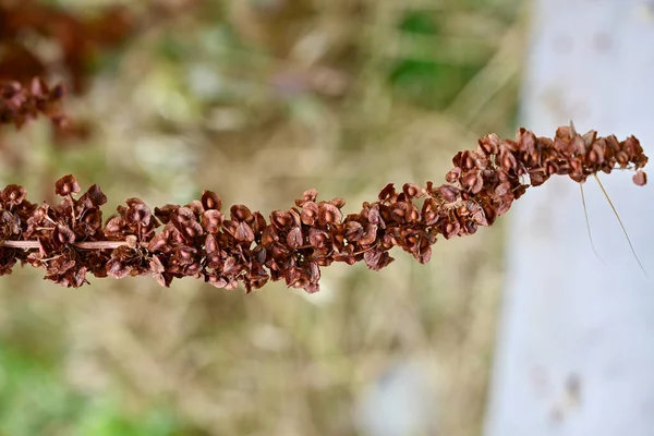 Macro Close Ripe Seeds Flower Stalk Curly Dock Rumex Crispus — Fotografia de Stock