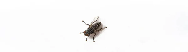 Macro Shot Housefly Isolated Photo — 스톡 사진