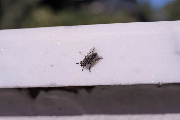 Macro Shot Housefly Isolated Photo — Fotografia de Stock