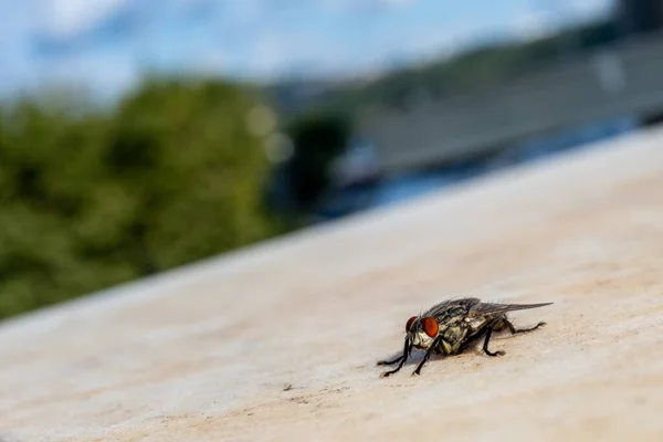 Macro Tiro Uma Mosca Doméstica Foto Isolada — Fotografia de Stock