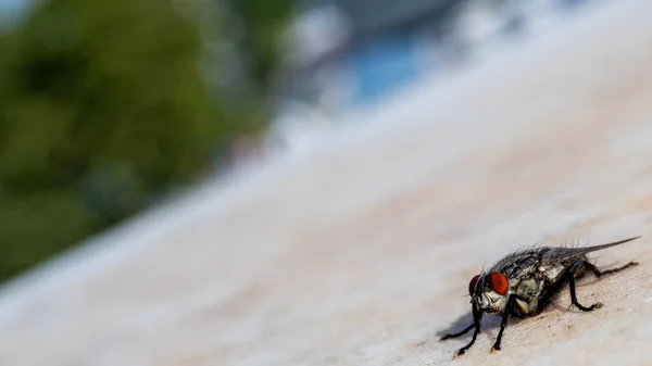 Macro Disparo Una Mosca Doméstica Foto Aislada — Foto de Stock