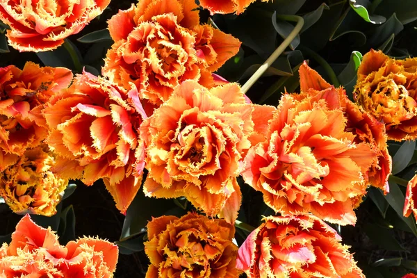 Flores Naranjas Con Fondo Naranja — Foto de Stock