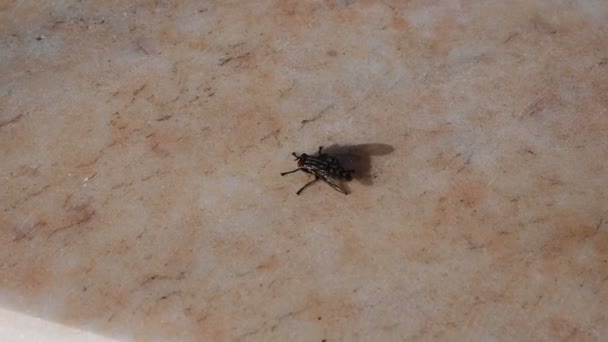 Macro Shot Housefly Bug Isolated — стокове відео