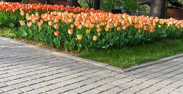 Fleurs Orange Avec Fond Orange — Photo