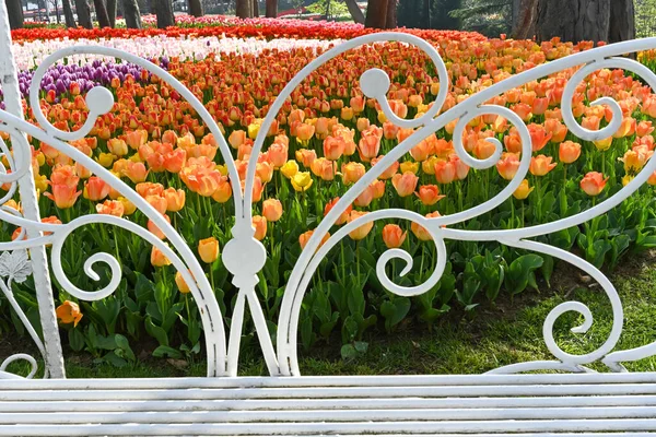 Orangefarbene Blumen Mit Orangefarbenem Hintergrund — Stockfoto
