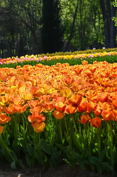 Orangefarbene Blumen Mit Orangefarbenem Hintergrund — Stockfoto