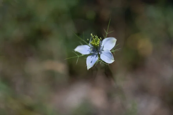 Schöne Blumen Garten — Stockfoto