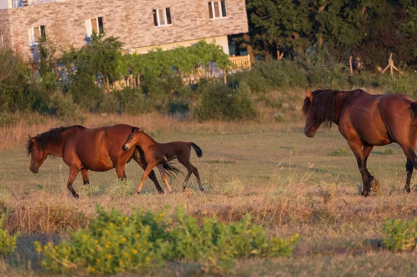 Horses Field — Stock Photo, Image