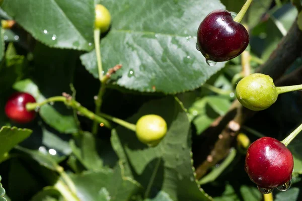 Green Ripe Cherries Branch — стоковое фото