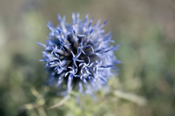 Close Thistle Flower — Stock Photo, Image