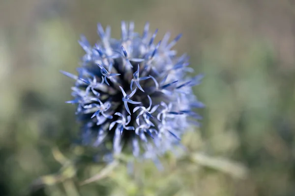 Primer Plano Una Flor Cardo —  Fotos de Stock