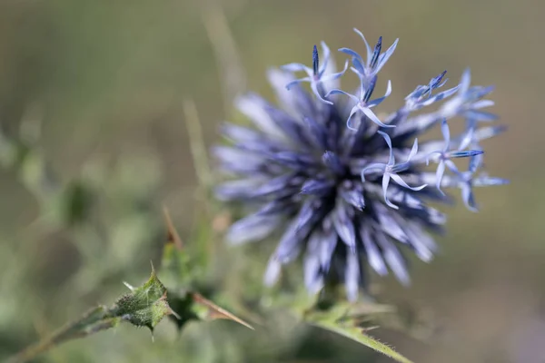 Mooie Bloem Groeien Natuur — Stockfoto