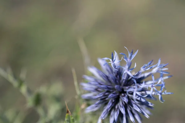 Mooie Bloemen Tuin — Stockfoto