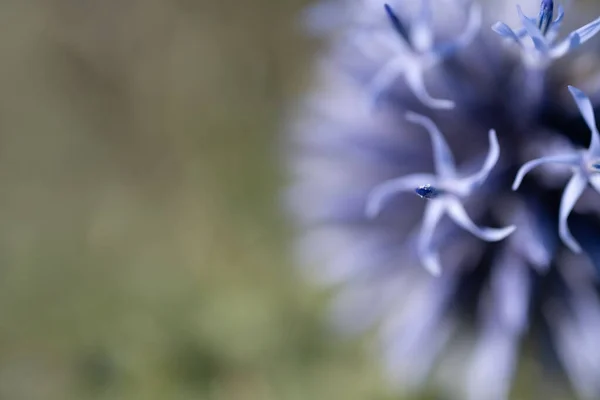 Mooi Botanisch Schot Natuurlijk Behang — Stockfoto