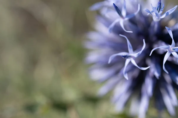 Planta Verde Jardim Fundo Azul — Fotografia de Stock