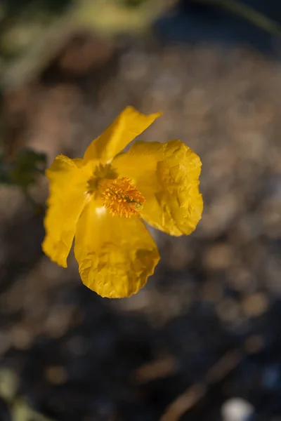 Flor Amarilla Jardín — Foto de Stock