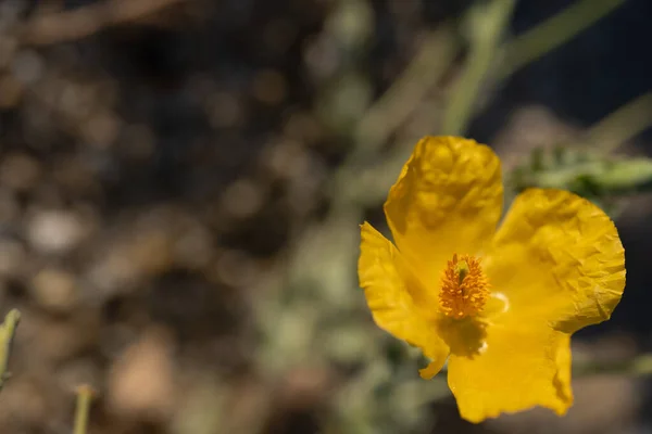庭の美しい黄色の花 — ストック写真