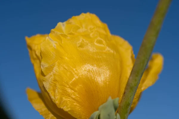 花园里的黄花 — 图库照片