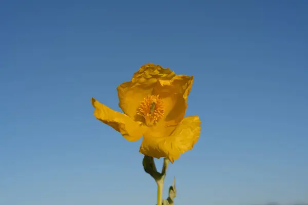 Желтый Цветок Саду — стоковое фото