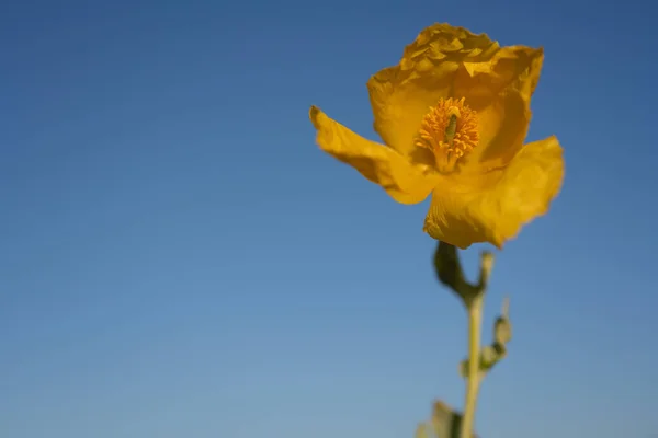 Κίτρινο Λουλούδι Στον Κήπο — Φωτογραφία Αρχείου