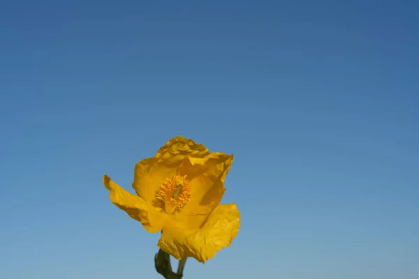 Belle Fleur Jaune Dans Jardin — Photo