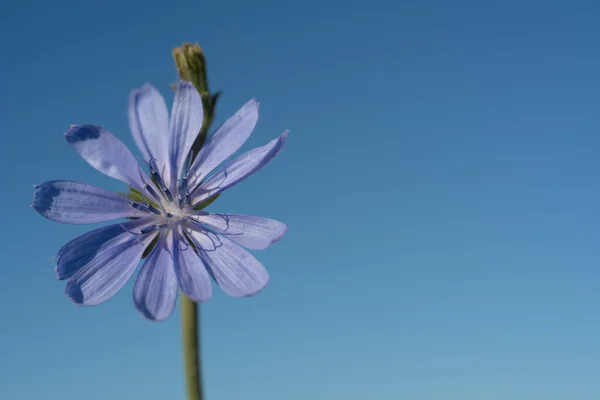 Close White Flower Blue Sky Background — Foto Stock