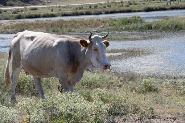 Uma Vaca Campo — Fotografia de Stock