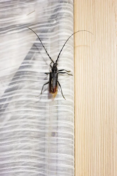 Close Mosquito Wooden Background — Stockfoto