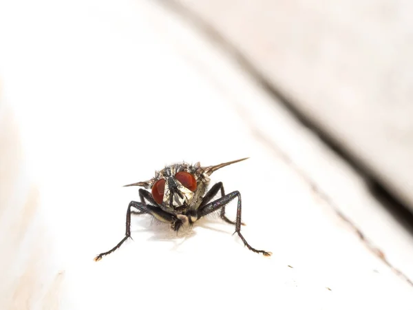 Flyga Vit Bakgrund — Stockfoto