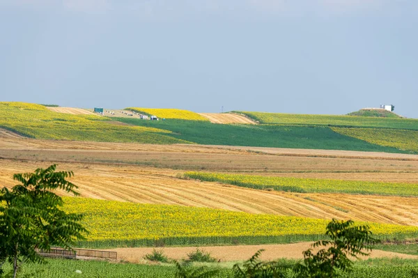 Beautiful Landscape Field Wheat Blue Sky — Stock Photo, Image