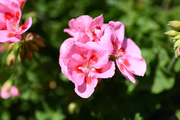 Pelargonium Graveolens Citronella Spesso Venduta Come Pelargonium Citrosum Cultivar Con — Foto Stock