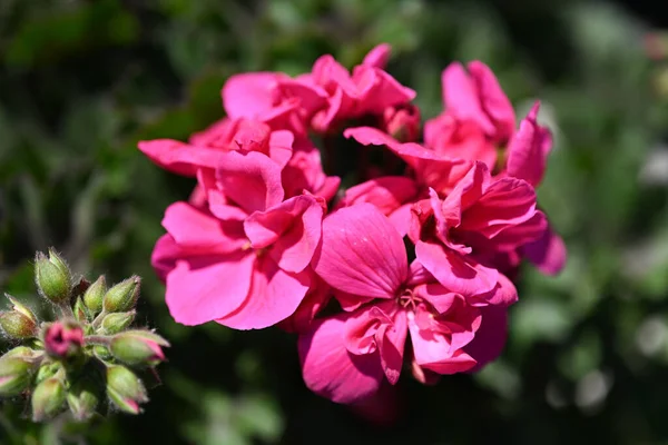 Pelargonium Graveolens Citronella Που Συχνά Πωλείται Pelargonium Citrosum Ποικιλία Βαθιά — Φωτογραφία Αρχείου