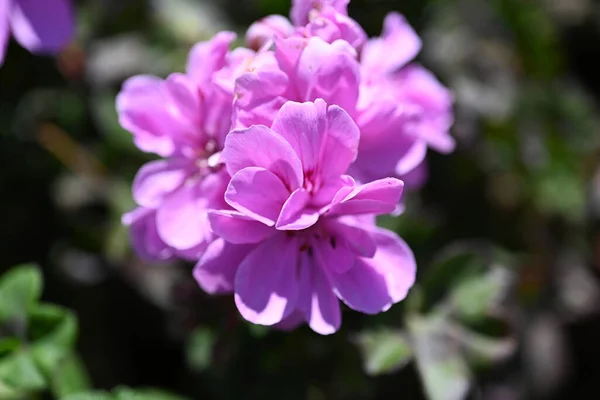 Pelargonium Graveolens Citronella Often Sold Pelargonium Citrosum Cultivar Deeply Divided — ストック写真