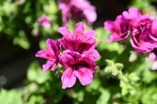 Pelargonium Graveolens Citronella Často Prodávaný Jako Pelargonium Citrosum Kultivar Hluboce — Stock fotografie