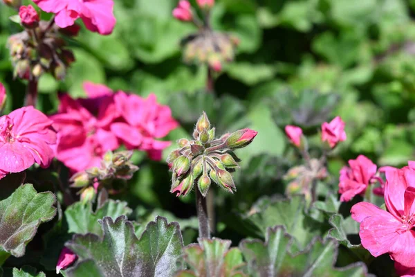 Beautiful Flowers Garden — Stock Photo, Image