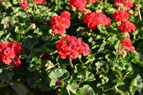 Pelargonium Graveolens Citronella Often Sold Pelargonium Citrosum Cultivar Deeply Divided — Stock Photo, Image