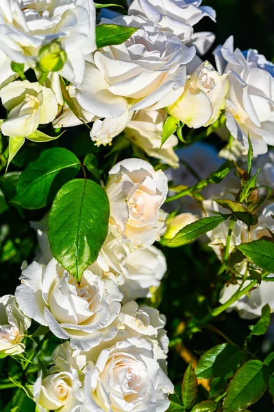 Belles Roses Blanches Dans Jardin — Photo