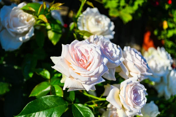 White Rose White Rose White Rose — Stok fotoğraf