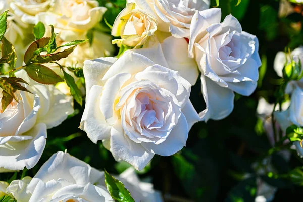 White Rose White Rose White Rose — Photo