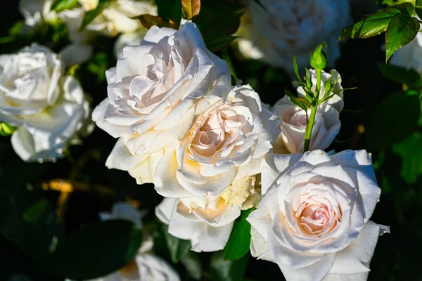 White Rose White Rose White Rose — Stok fotoğraf