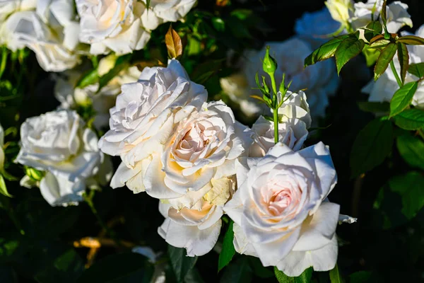 Flores Bonitas Jardim — Fotografia de Stock