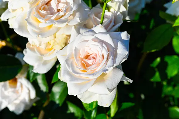 Belles Roses Blanches Dans Jardin — Photo