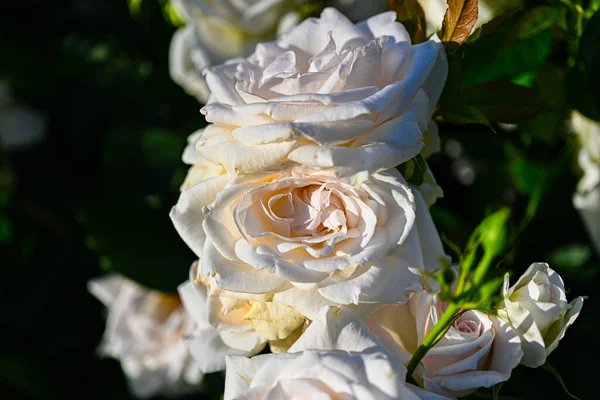 Bahçedeki Güzel Beyaz Güller — Stok fotoğraf