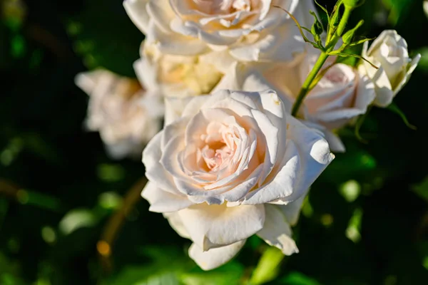 Belles Roses Dans Jardin — Photo