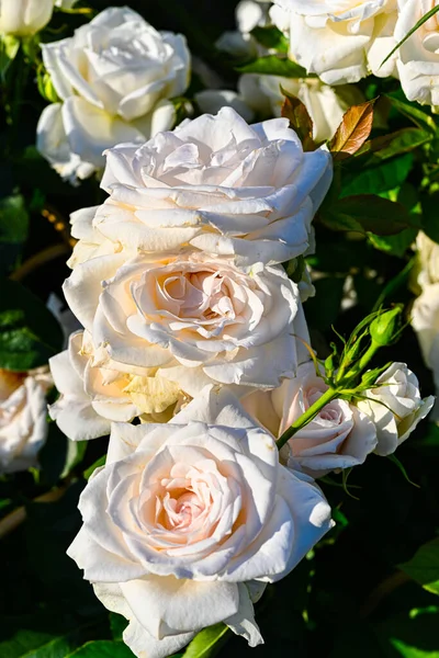 Belles Fleurs Dans Jardin — Photo